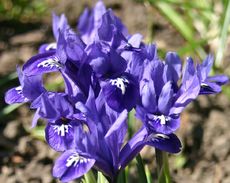 Zwerg-Iris-8.jpg